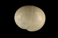 藏品(玉螺)的圖片